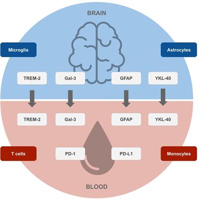 Towards early diagnosis of Alzheimer’s disease: advances in immune-related blood biomarkers and computational approaches